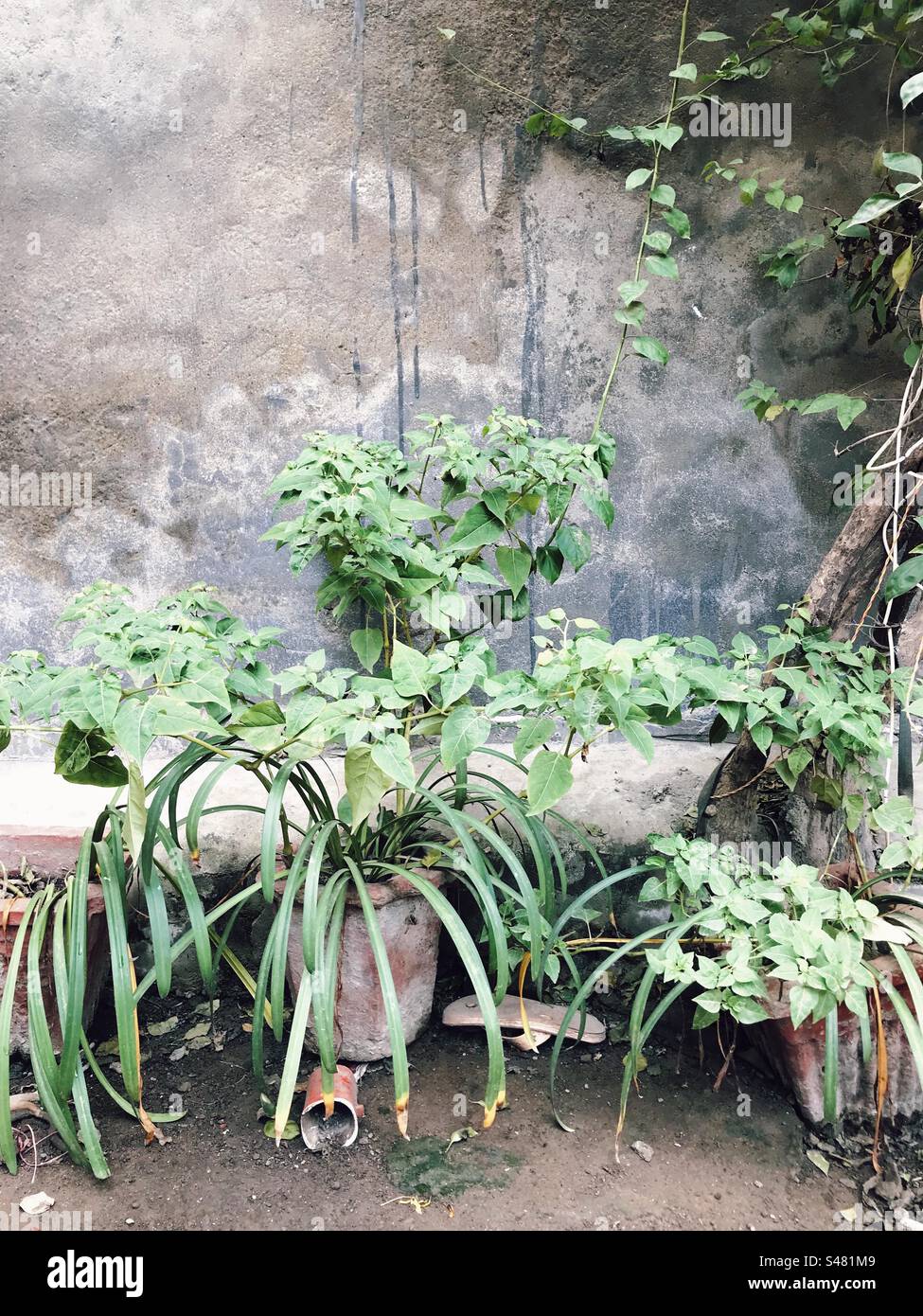 Plantes poussant dans une cour Banque D'Images