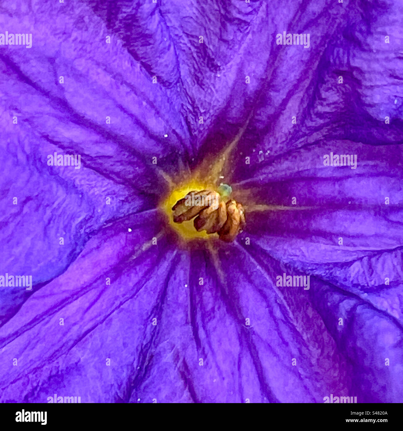 Fleur bleue de potatobush - Image de stock capturée avec un smartphone