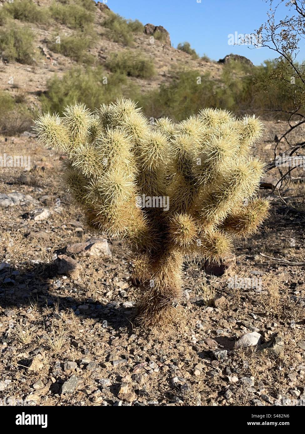 Teddy Bear Cholla Cactus, désert de Sonoran, réserve des montagnes de Phoenix, Arizona Banque D'Images