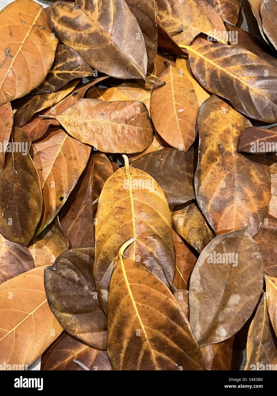Les feuilles d'automne Résumé Contexte - Image de stock capturée avec un smartphone