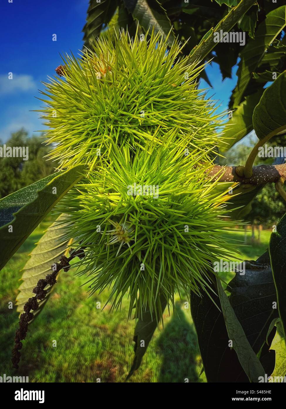 Châtaignes douces/Castaneda sativa dans leurs cas épineux Banque D'Images