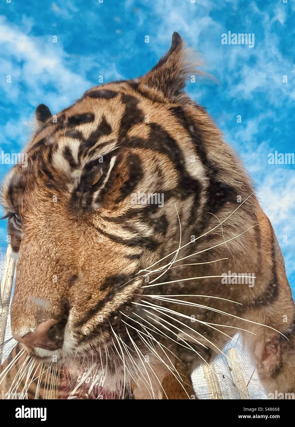 Eye of the Tiger - Image de stock capturée avec un smartphone