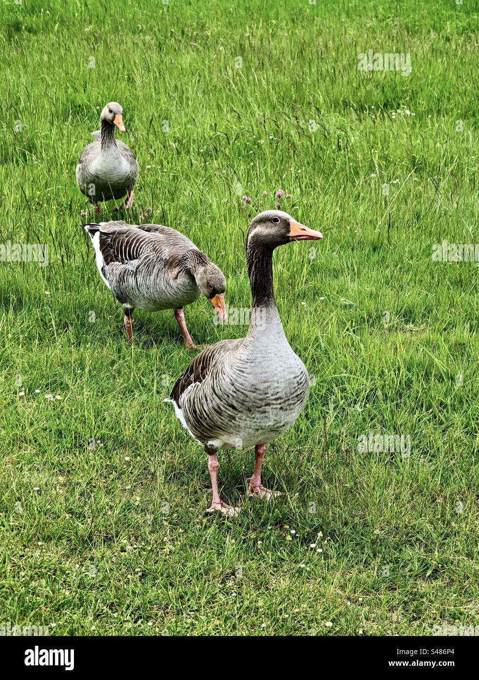 Oies Greylag sur l'herbe Banque D'Images