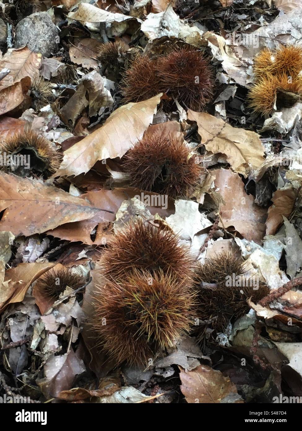 Ricci e foglie di castagno nel bosco d’autunno Banque D'Images