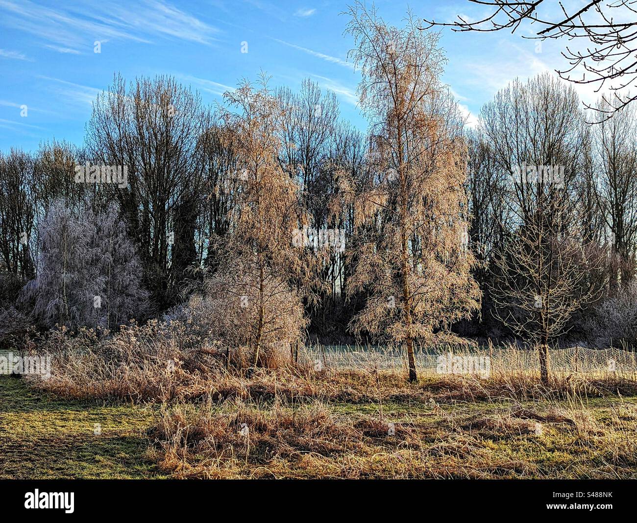 Paysage d'hiver avec des arbres couverts de gel Banque D'Images