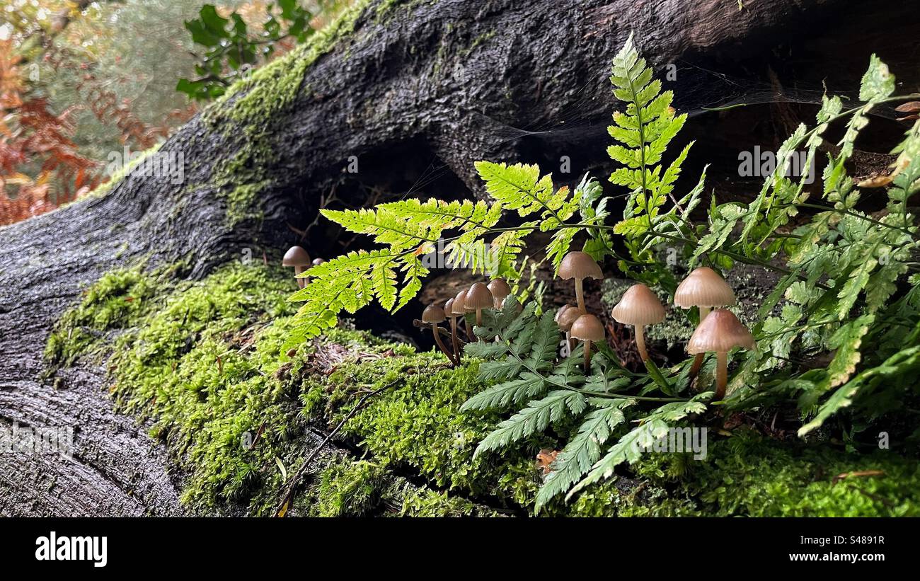 Natures mini monde dans un arbre d'automne Banque D'Images
