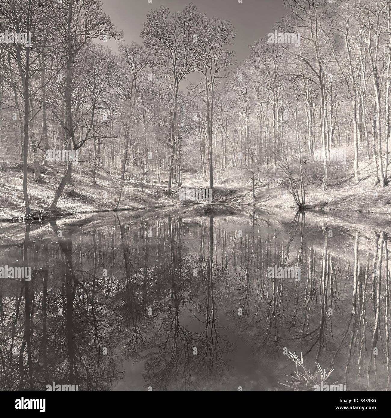 Arbres d'automne au bord du lac : reflet du ciel et de la nature dans les tons de gris. (Noir et blanc.) Banque D'Images