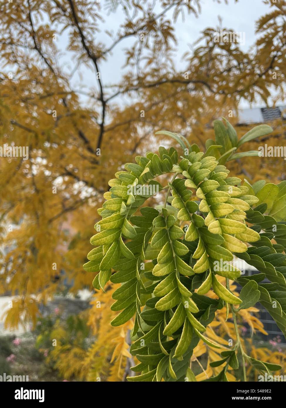 Les feuilles vertes des arbres passent progressivement à une teinte jaune vibrante, signalant l'arrivée de l'automne. - Image de stock capturée avec un smartphone