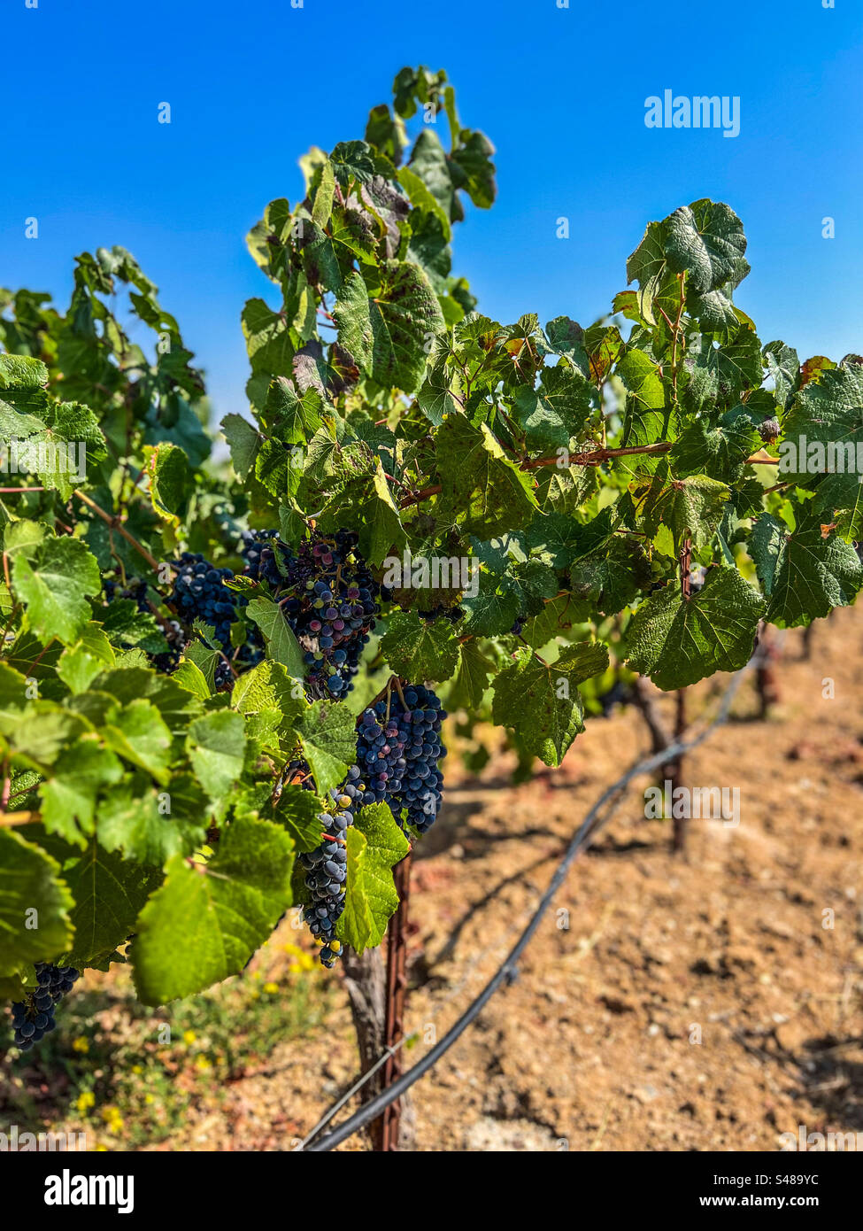Raisins sur la vigne à Allegretto Vineyard Resort by Ayres. - Image de stock capturée avec un smartphone
