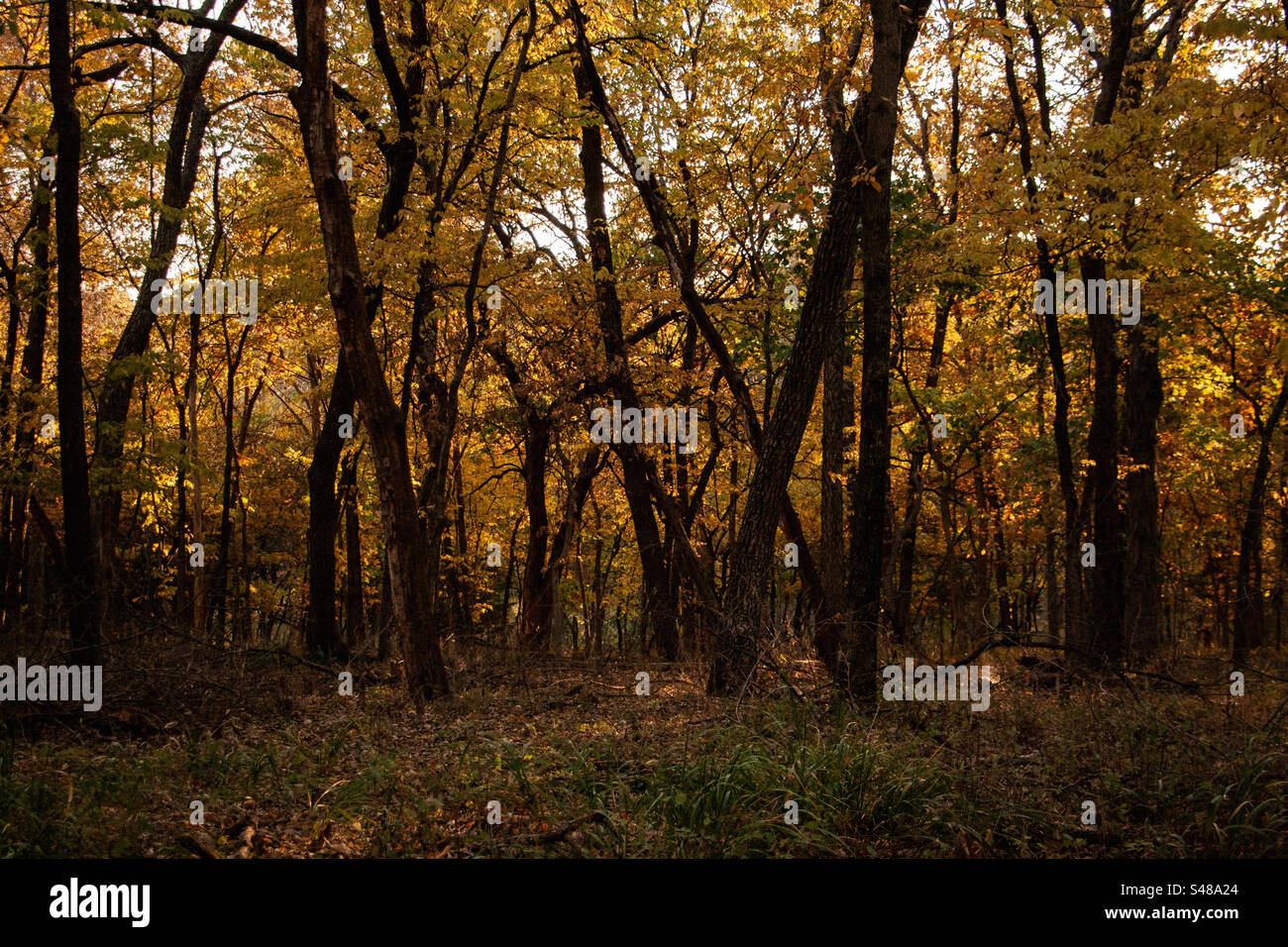 Forêt d'or Banque de photographies et d’images à haute résolution - Alamy