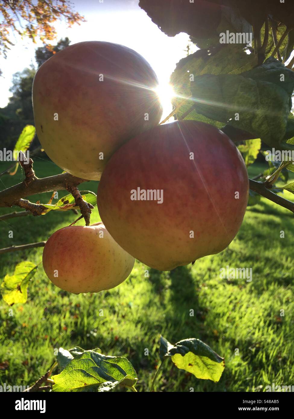 Automne, pomme, verger de jardin de lumière du soleil, vert, rouge, lumière du soleil Banque D'Images