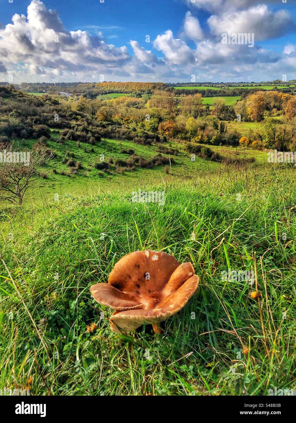 Champignons poussant sur la colline de St Catherine à Winchester Hampshire Royaume-Uni - Image de stock capturée avec un smartphone