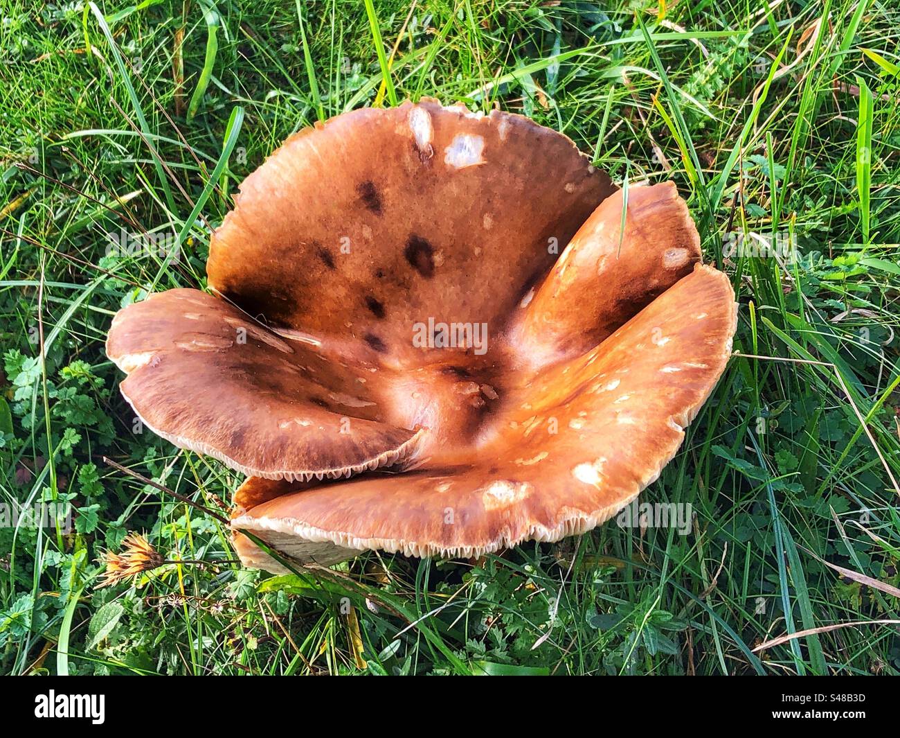 Champignons poussant sur la colline de St Catherine à Winchester Hampshire Royaume-Uni - Image de stock capturée avec un smartphone