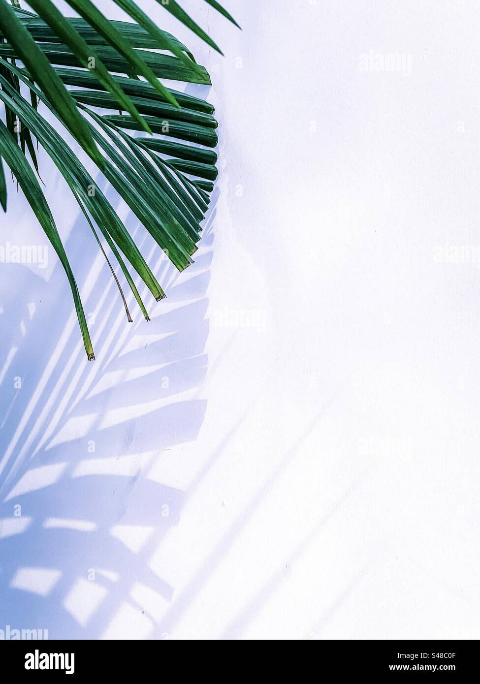 Gros plan de la fronde de paume et de l'ombre sur le mur blanc avec espace de copie. Abstrait, motif, arrière-plans. - Image de stock capturée avec un smartphone
