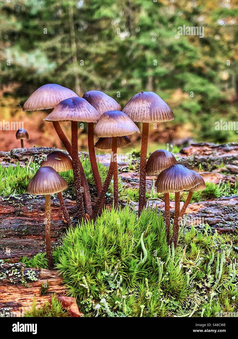 Champignons à bonnets groupés (Mycena inclinata) poussant à Knightwood Oak, New Forest National Park Hampshire Royaume-Uni Banque D'Images