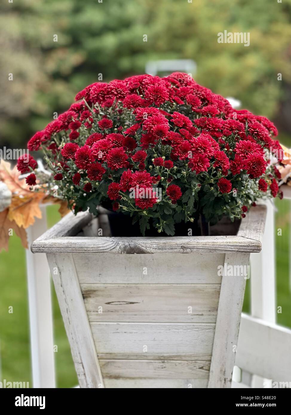Mamans d'automne rose vif Banque D'Images