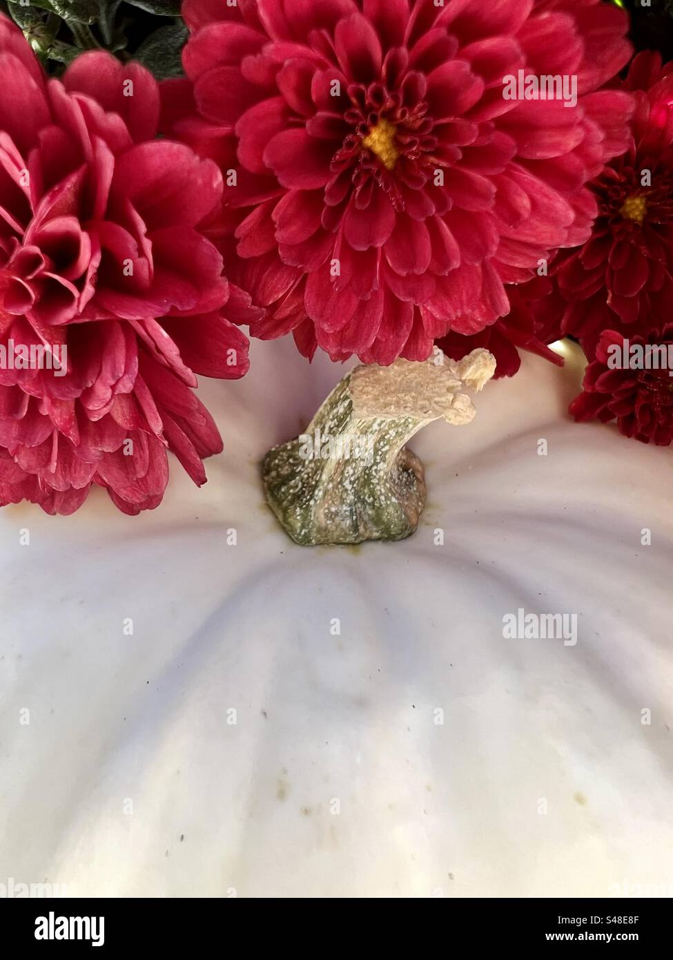 Citrouille blanche et chrysanthèmes rose foncé en automne Banque D'Images