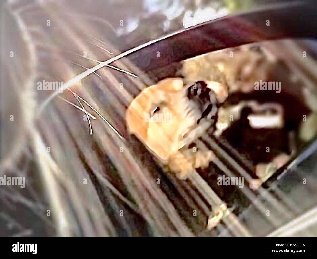 Une photo prise depuis la fenêtre de la voiture à travers un chien moustache montrant son visage détendu dans le rétroviseur latéral alors qu'il respire dans l'air frais. - Image de stock capturée avec un smartphone