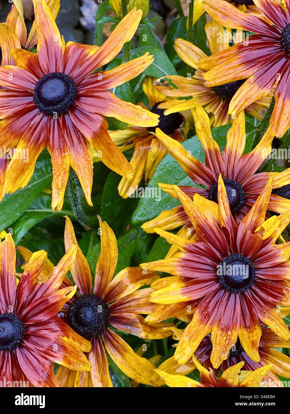 Rudbeckia fleurit dans un jardin d'automne - Image de stock capturée avec un smartphone