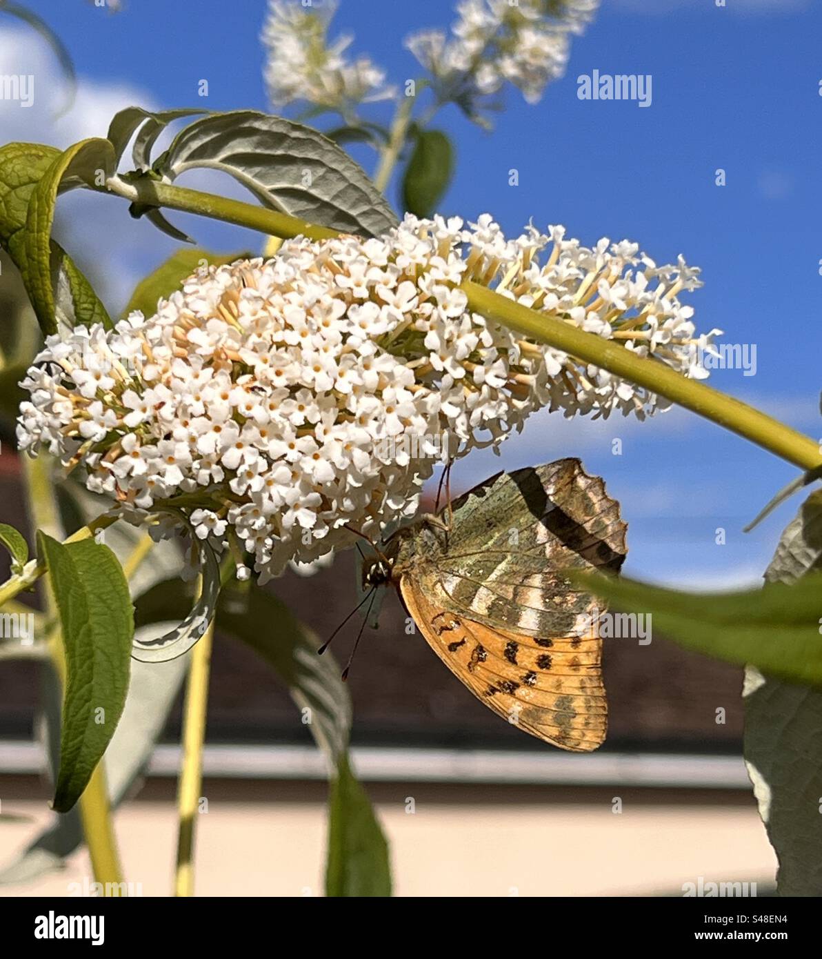 Dessous d'un papillon fritillaire argenté lavé sur une fleur de bourgeon blanche Banque D'Images