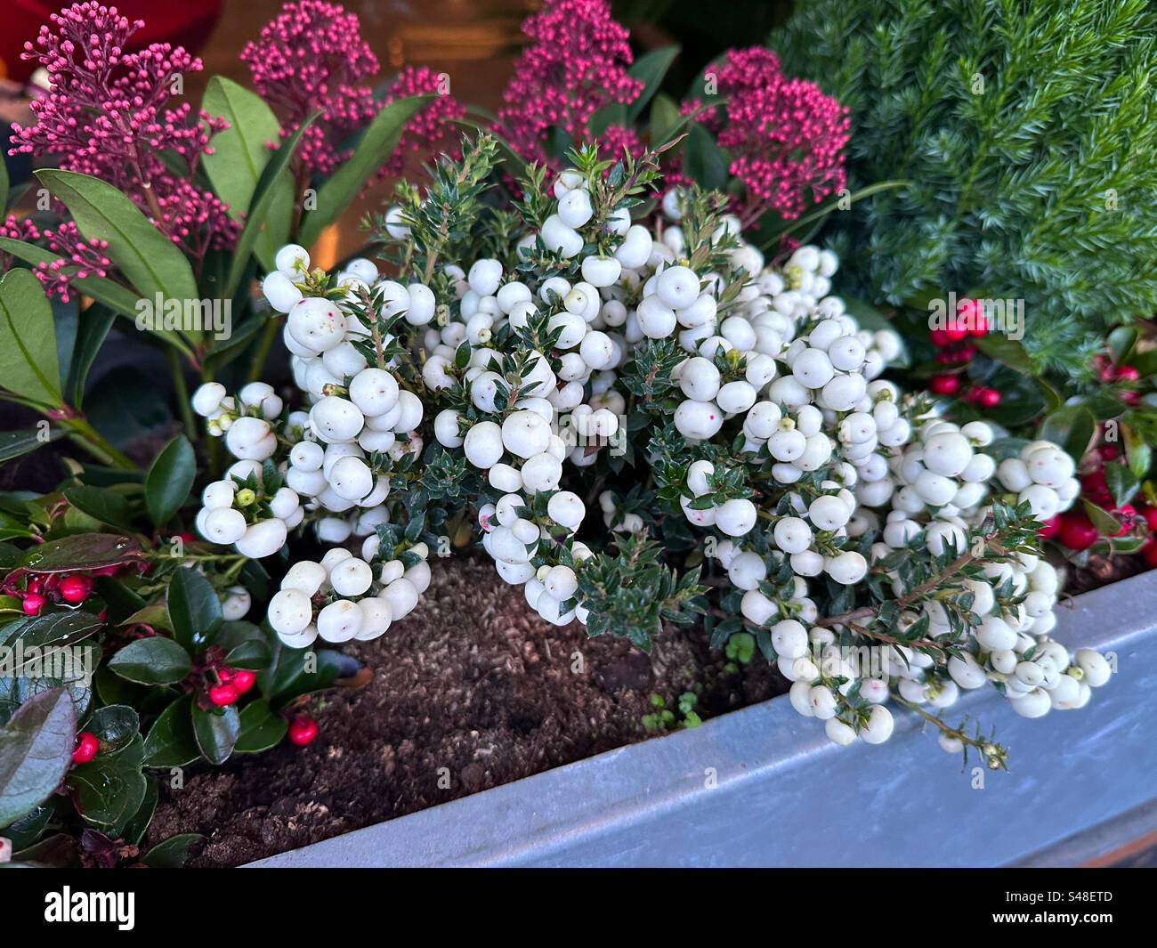 Une boîte de fenêtre à Gothenburg Suède avec houx, baies blanches et skimmia japonica. - Image de stock capturée avec un smartphone