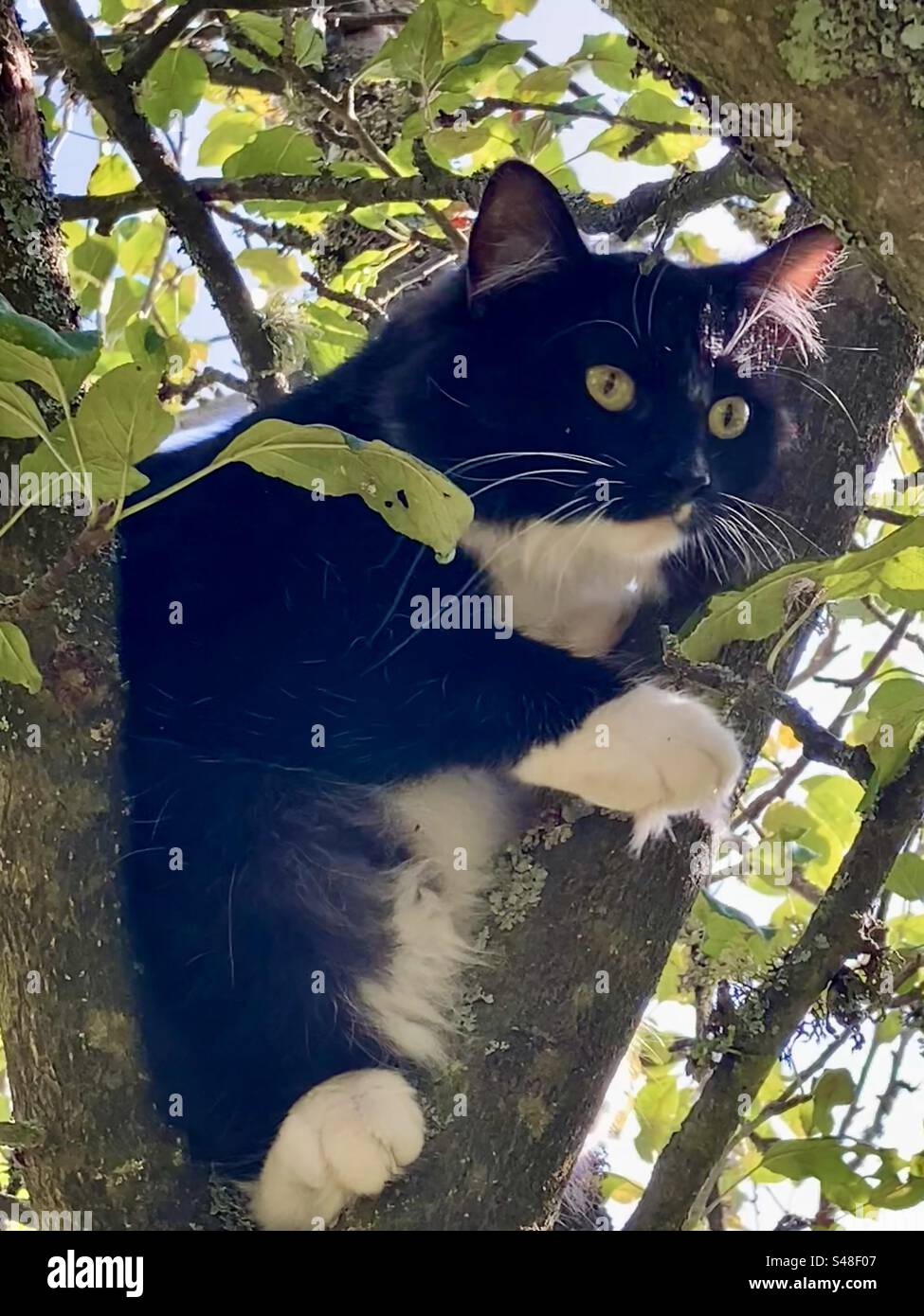 Chat à poil long noir et blanc dans un arbre Banque D'Images