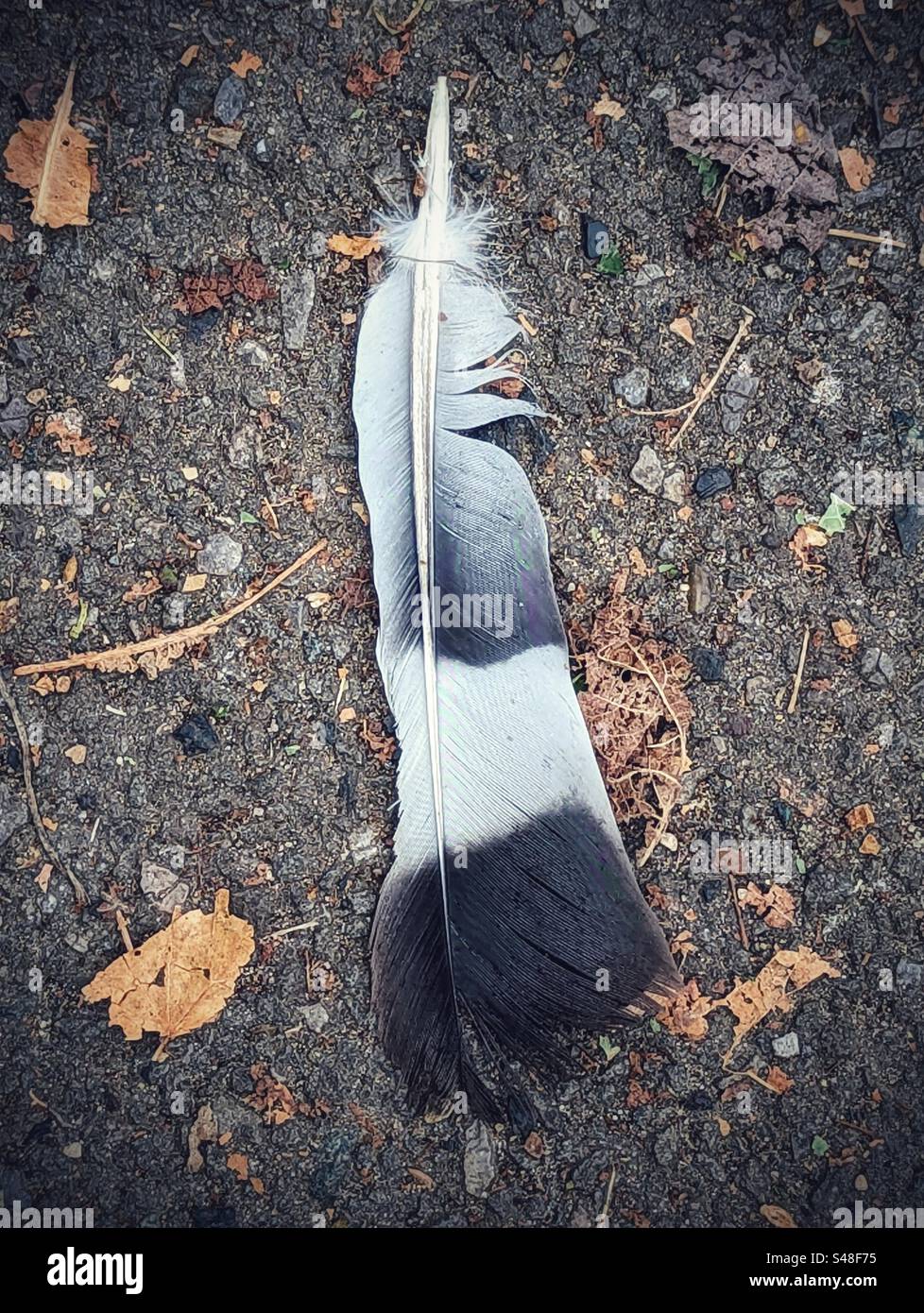 Plume de pie Banque de photographies et d’images à haute résolution Alamy