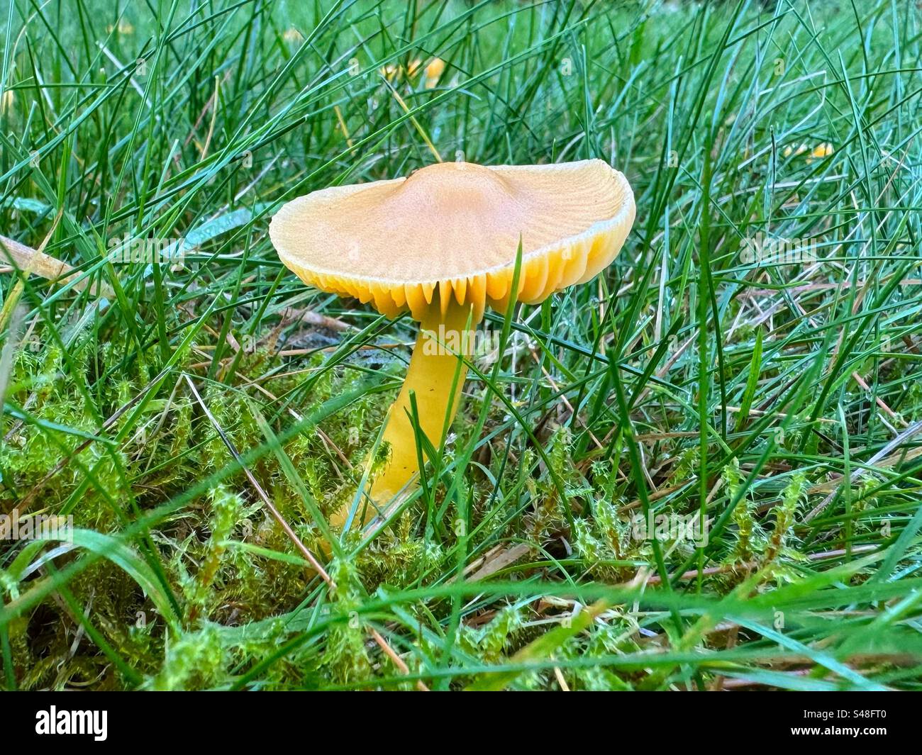 Waxcap doré unique - Hygrocybe chlorophana Banque D'Images