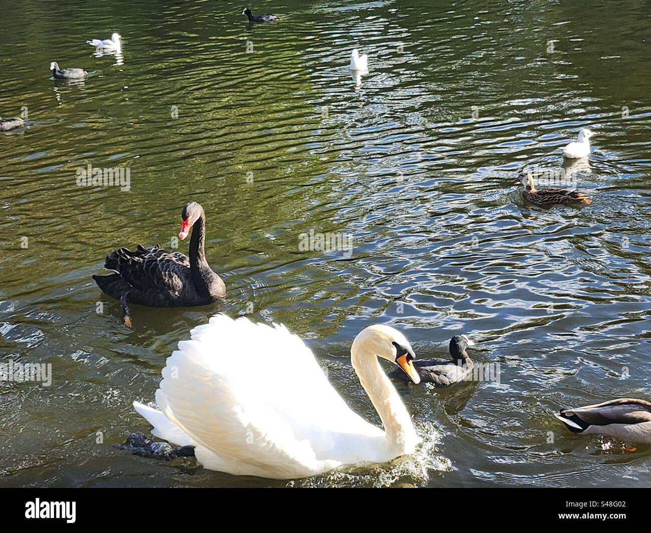 Cygnes et canards dans le parc local Banque D'Images