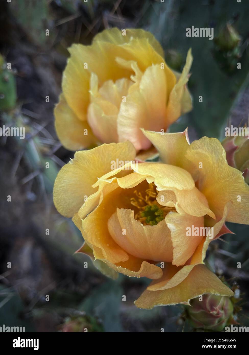 JAUNE AVEC FLEUR DE POIRE ROSE DE BARBARIE Banque D'Images