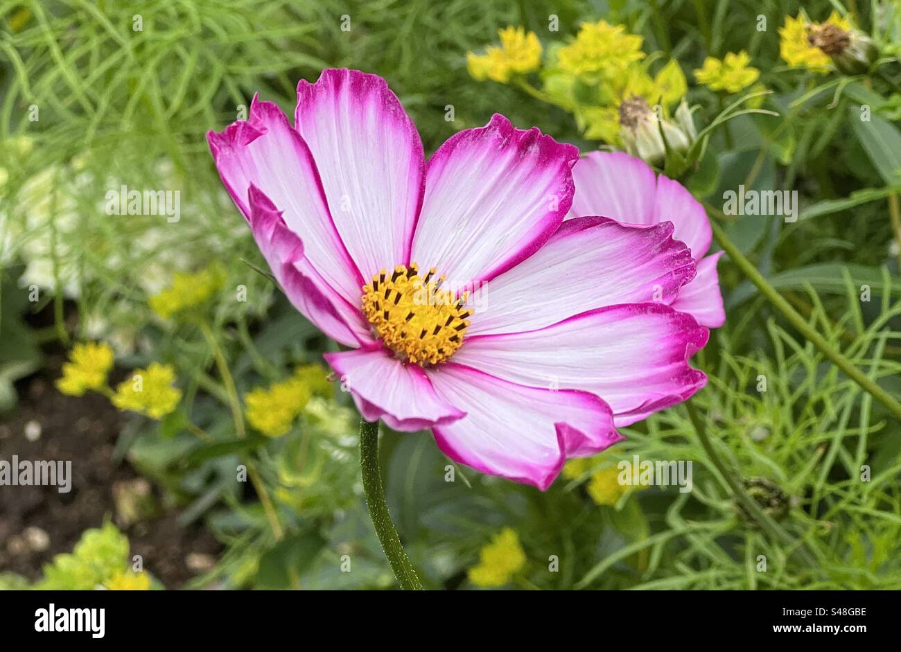 Fleur Cosmos simple, blanche avec des bords roses Banque D'Images