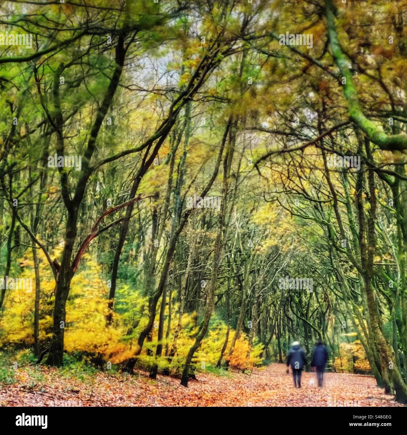 Promenade à Rivington près de Chorley dans le Lancashire. Couleurs d'automne et traitement de filtre grunge Banque D'Images