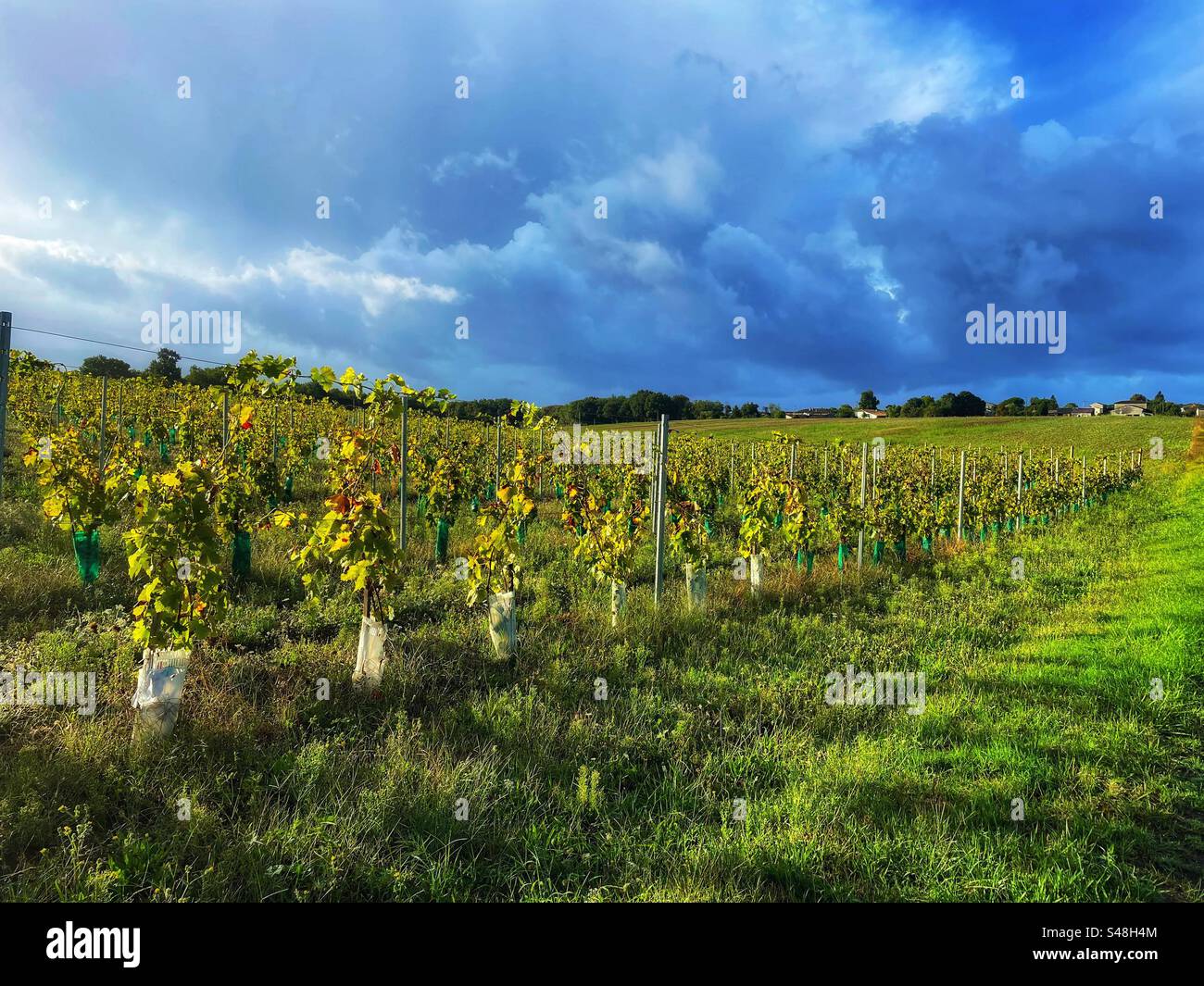 Moody menaçant nuages de tempête sombre avec des vignes éclairées par le soleil dans la campagne Fiolle en Charente Maritime Banque D'Images