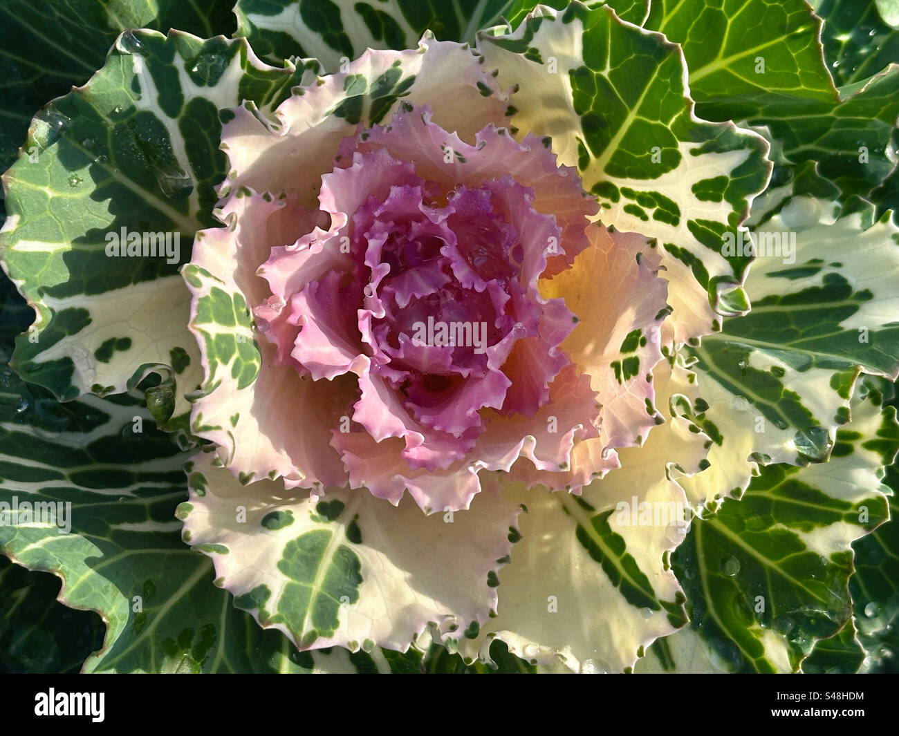 Un chou ornemental en blanc rose et vert. Banque D'Images