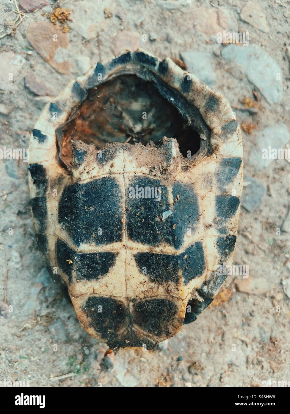 Carapace de tortue Banque D'Images