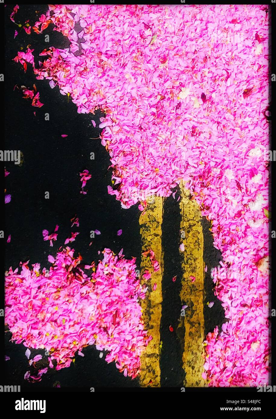 Fleurir sur des lignes jaunes doubles - Image de stock capturée avec un smartphone