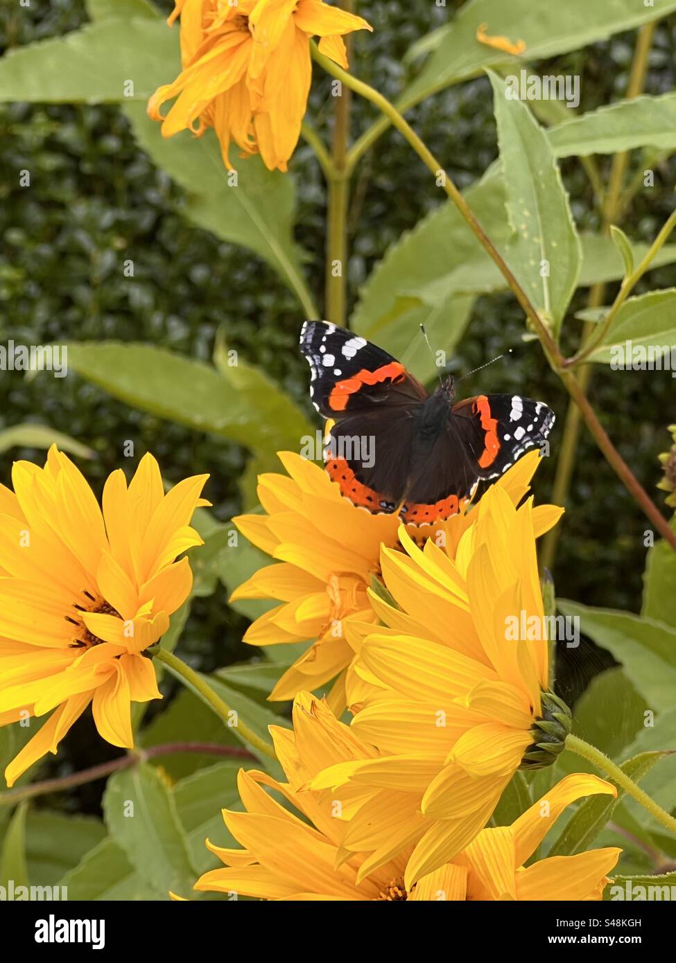 Vanessa atalanta (amiral rouge) papillon sur une fleur jaune artichaut de Jérusalem Banque D'Images