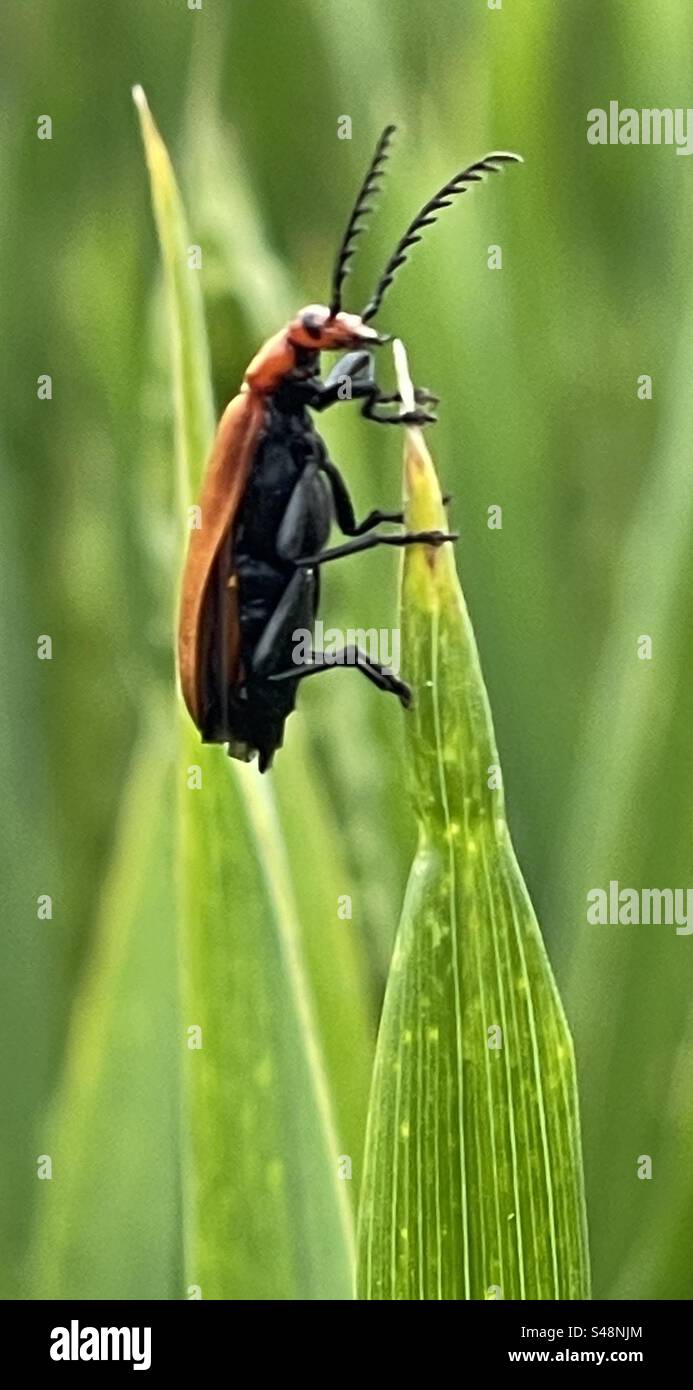 Insecte sur feuille Banque D'Images