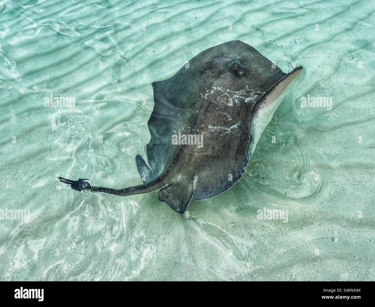 Stingray en eau peu profonde aux Bahamas - Image de stock capturée avec un smartphone