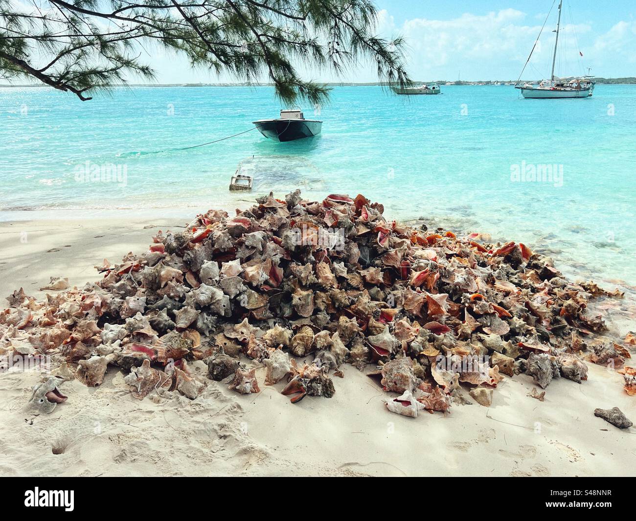 Pile de vieux Conch Shells Chat n Chill Beach Bar Banque D'Images