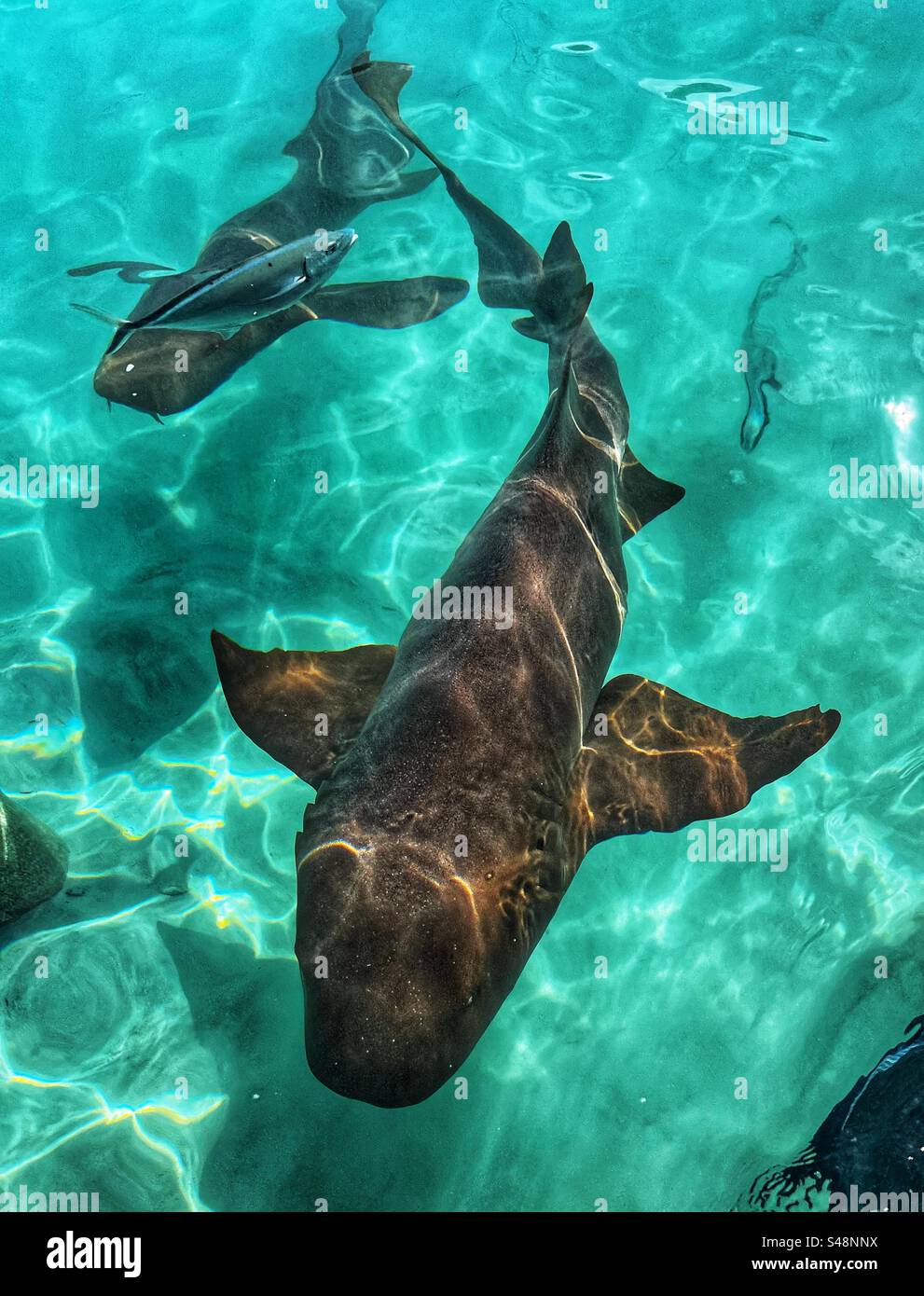 Nurse Sharks à Compass Cay aux Bahamas Banque D'Images