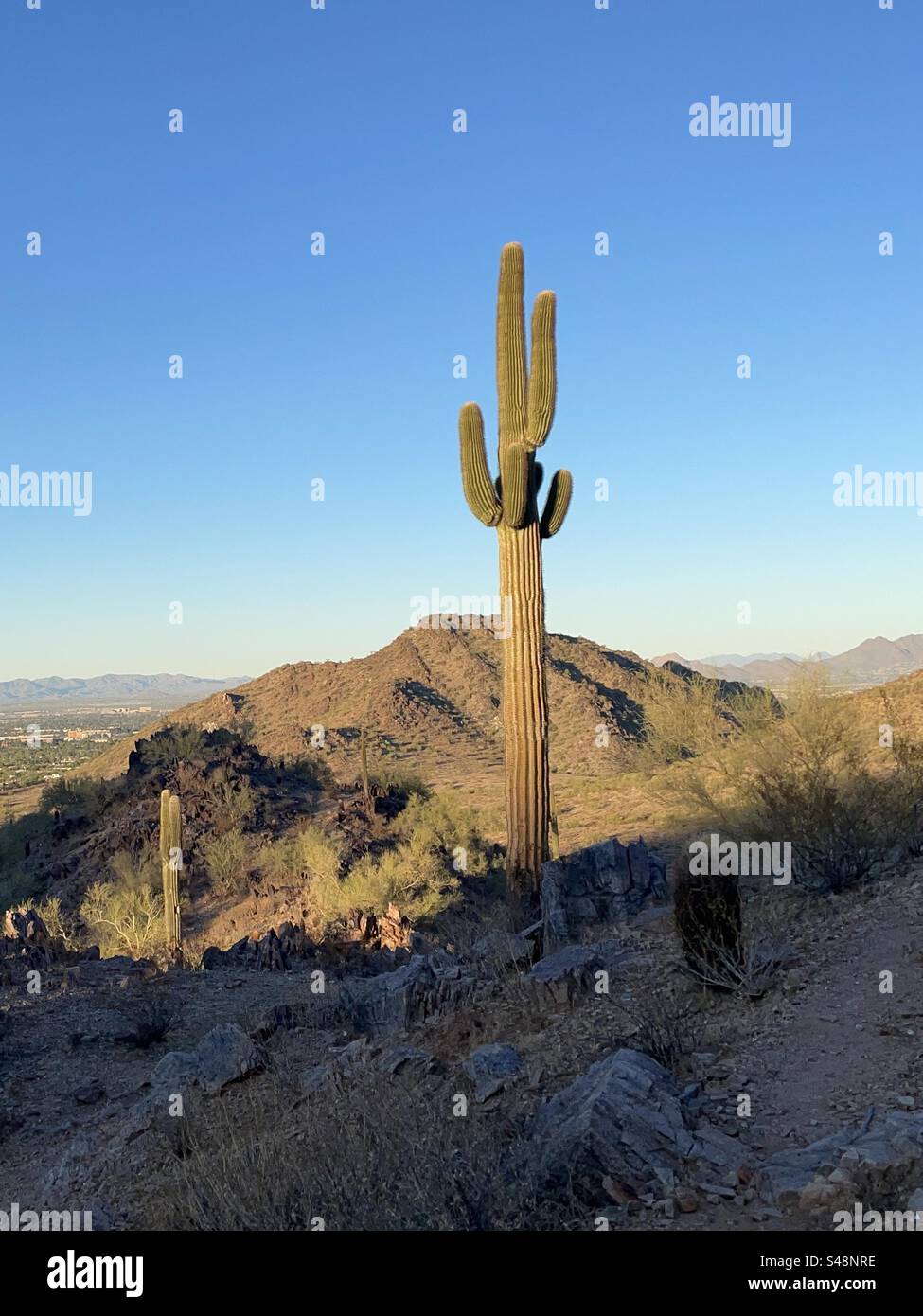 Cactus Saguaro géant, heure dorée dans le désert de Sonora, réserve des montagnes Phoenix, Arizona Banque D'Images