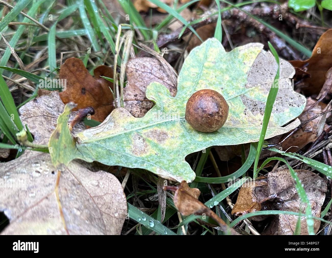 Apple Oak Gall - Image de stock capturée avec un smartphone