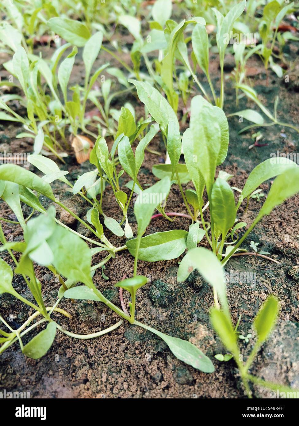 Petits plants d'épinards poussant sur une ferme biologique - Image de stock capturée avec un smartphone