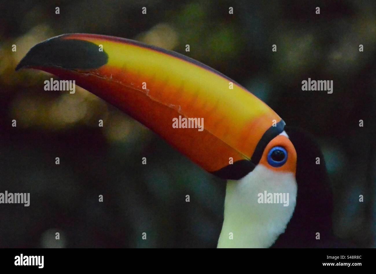 Toco toucan vit en Amérique du Sud - Image de stock capturée avec un smartphone
