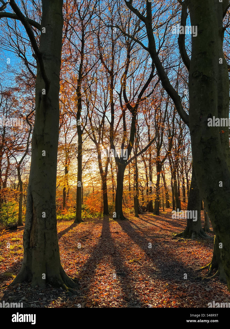 Couleurs de bois automnales en fin d'après-midi à Adlington près de Chorley dans le Lancashire Banque D'Images