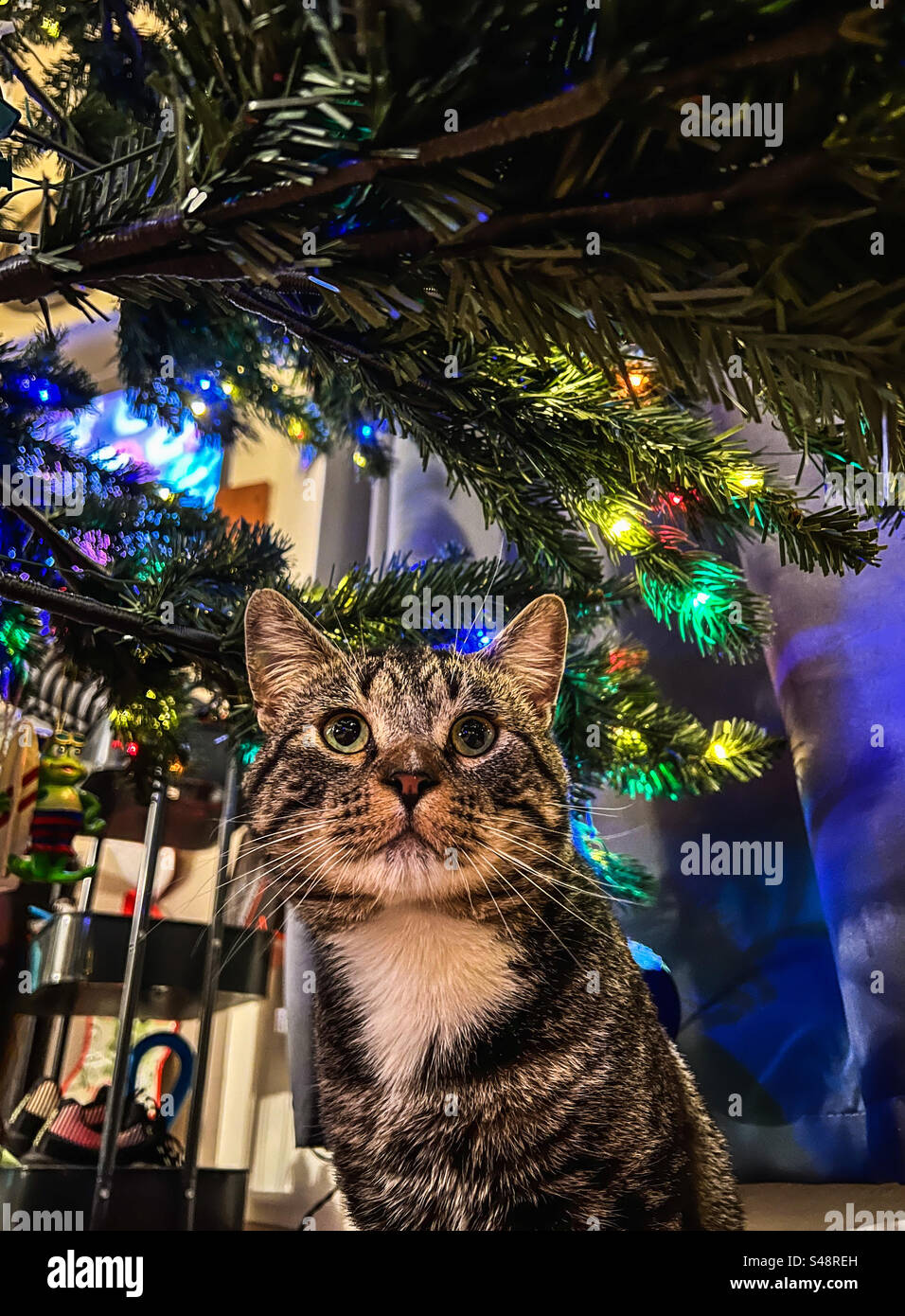 Meowy Christmas - Image de stock capturée avec un smartphone