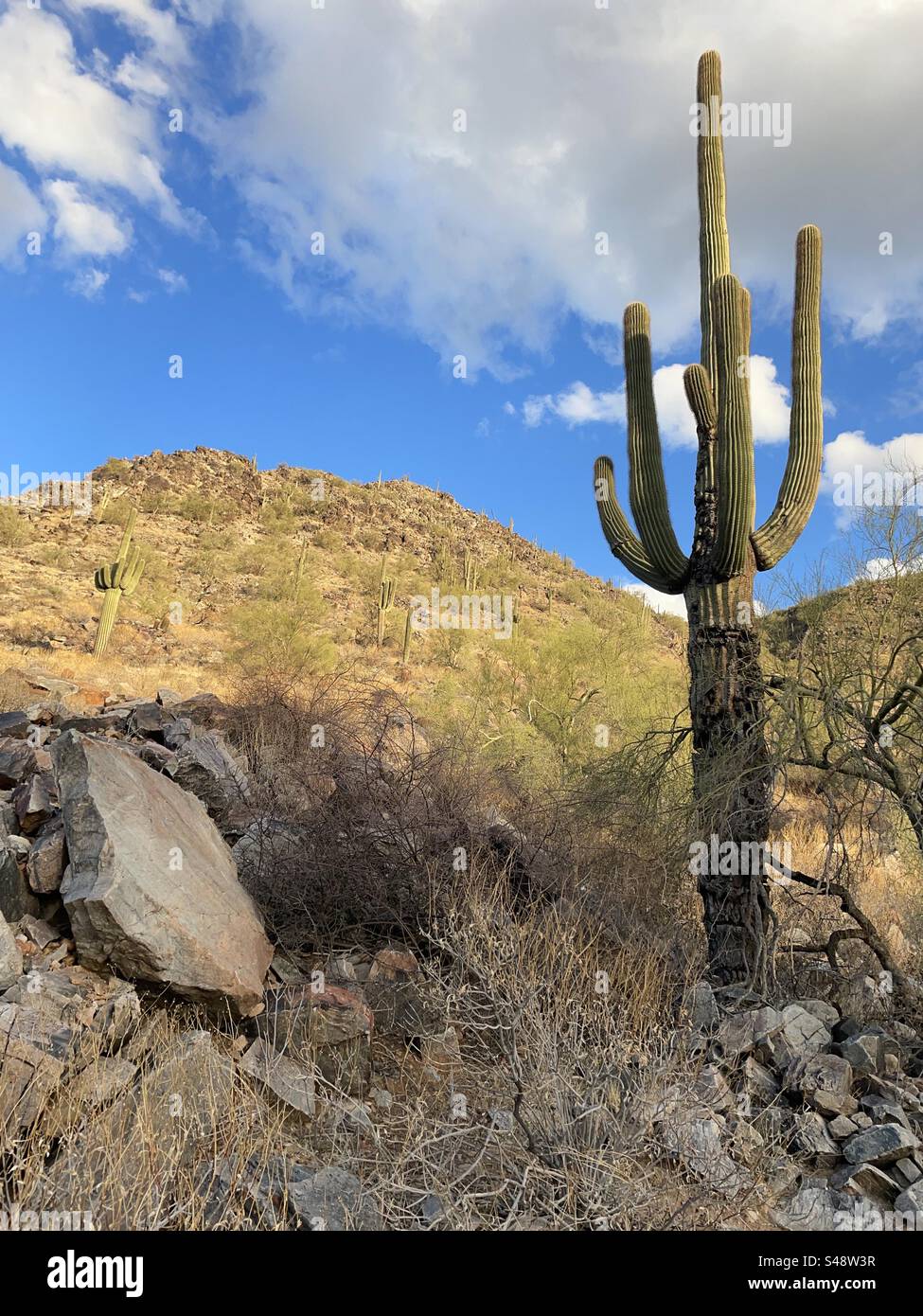 Ciel bleu et nuages moelleux, cactus Saguaro, affleurements rocheux, désert de Sonoran, réserve des montagnes Phoenix, Arizona Banque D'Images
