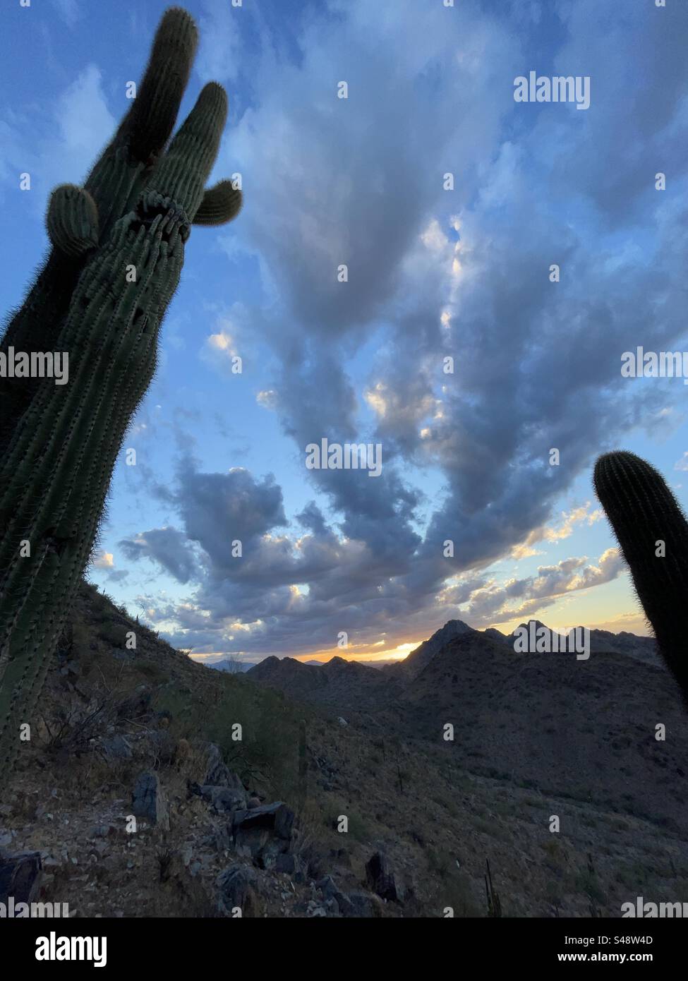 Panaches de nuages, coucher de soleil, cactus géant saguaro, pic Piestewa, affleurements rocheux, désert de Sonora, réserve de Phoenix Mountains, Arizona Banque D'Images