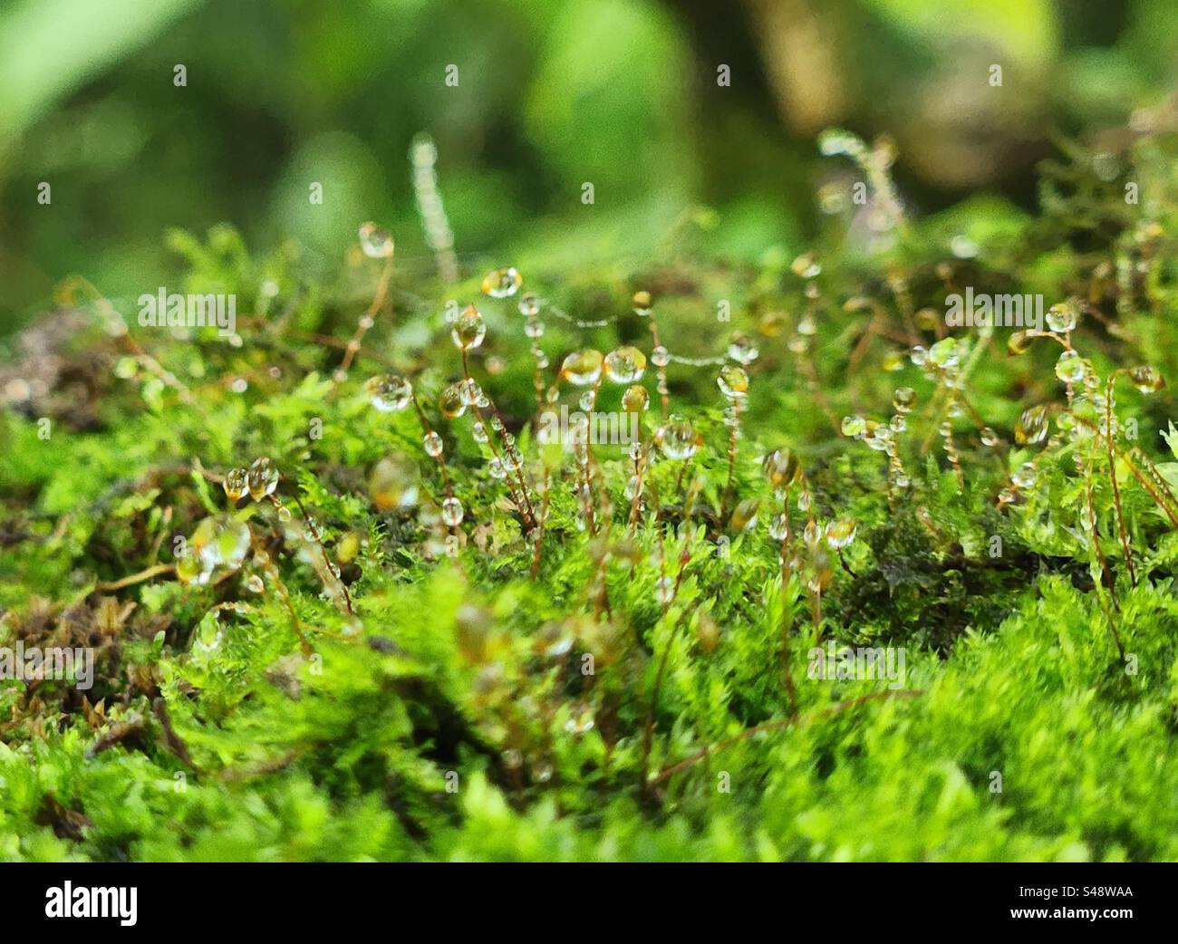 Le jour de pluie tombe sur l'herbe verte - Image de stock capturée avec un smartphone